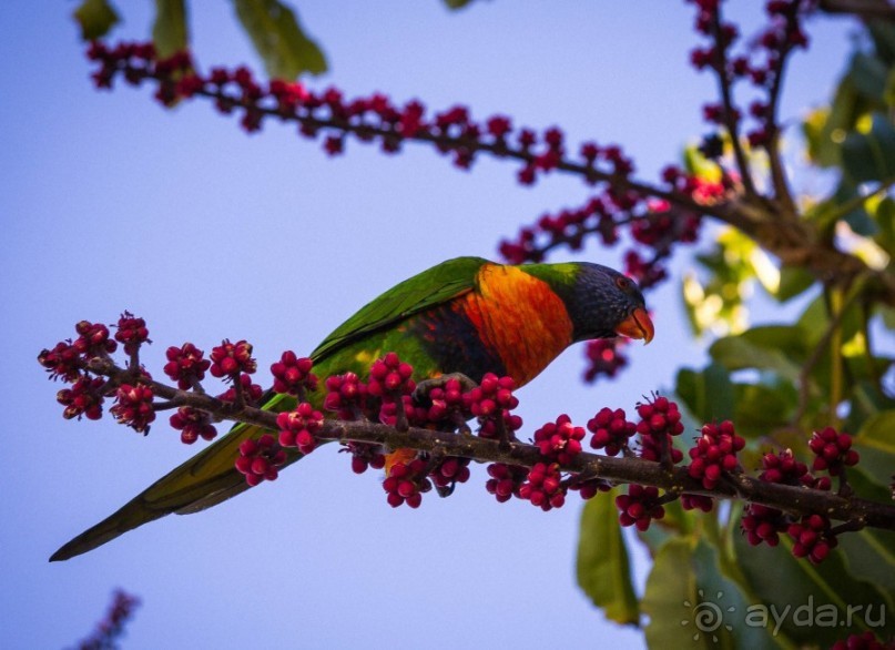 О СТЕРЕОТИПАХ - ПРОГУЛКА ПО СИДНЕЮ И ЗАПОВЕДНИК