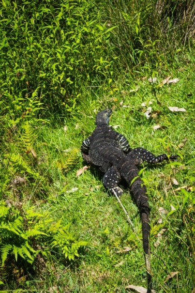 О СТЕРЕОТИПАХ - ПРОГУЛКА ПО СИДНЕЮ И ЗАПОВЕДНИК