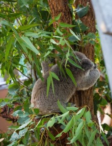 О СТЕРЕОТИПАХ - ПРОГУЛКА ПО СИДНЕЮ И ЗАПОВЕДНИК