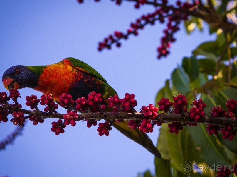 О СТЕРЕОТИПАХ - ПРОГУЛКА ПО СИДНЕЮ И ЗАПОВЕДНИК