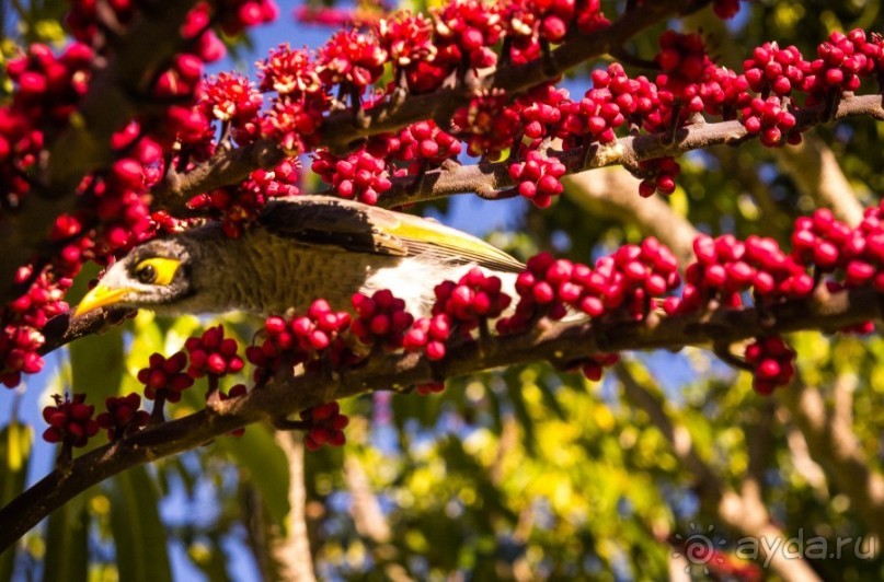 О СТЕРЕОТИПАХ - ПРОГУЛКА ПО СИДНЕЮ И ЗАПОВЕДНИК