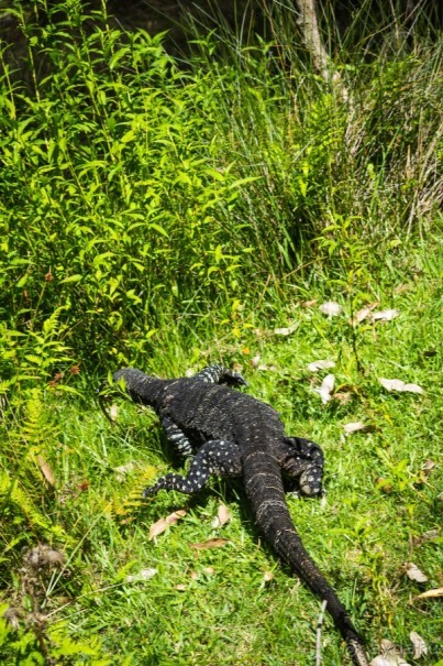О СТЕРЕОТИПАХ - ПРОГУЛКА ПО СИДНЕЮ И ЗАПОВЕДНИК