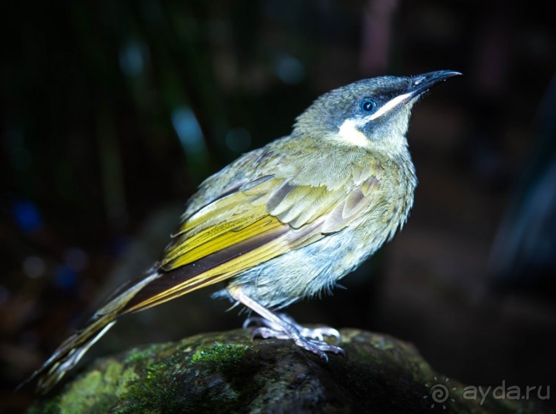 ПТИЧКИ В ТРОПИЧЕСКОМ ЛЕСУ В ГОРАХ
