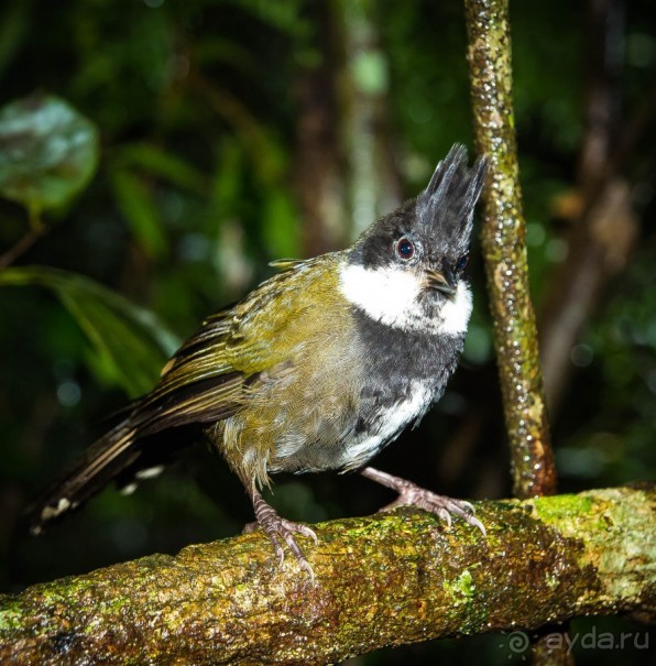 ПТИЧКИ В ТРОПИЧЕСКОМ ЛЕСУ В ГОРАХ