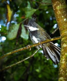 ПТИЧКИ В ТРОПИЧЕСКОМ ЛЕСУ В ГОРАХ