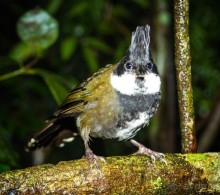 ПТИЧКИ В ТРОПИЧЕСКОМ ЛЕСУ В ГОРАХ