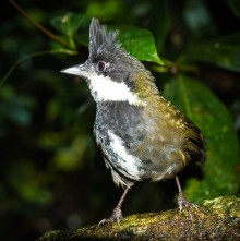 ПТИЧКИ В ТРОПИЧЕСКОМ ЛЕСУ В ГОРАХ