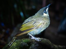 ПТИЧКИ В ТРОПИЧЕСКОМ ЛЕСУ В ГОРАХ