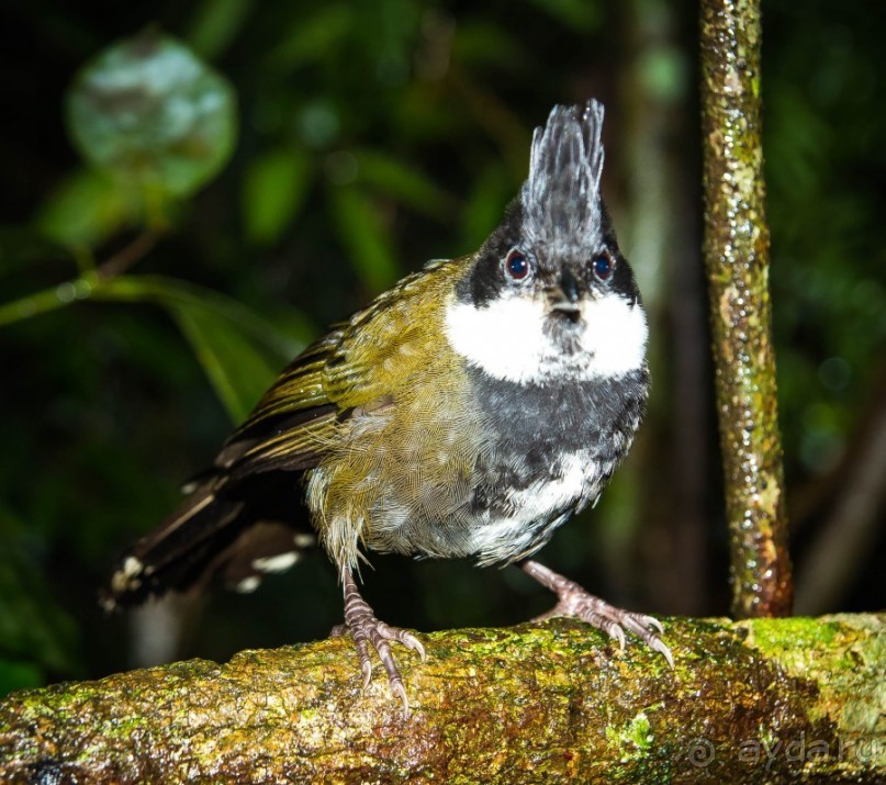 ПТИЧКИ В ТРОПИЧЕСКОМ ЛЕСУ В ГОРАХ