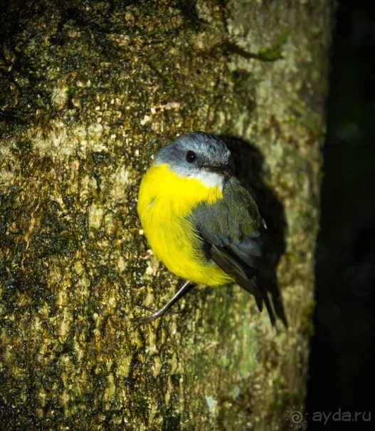 ПТИЧКИ В ТРОПИЧЕСКОМ ЛЕСУ В ГОРАХ