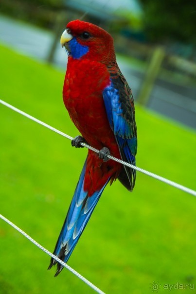 ПТИЧКИ В ТРОПИЧЕСКОМ ЛЕСУ В ГОРАХ