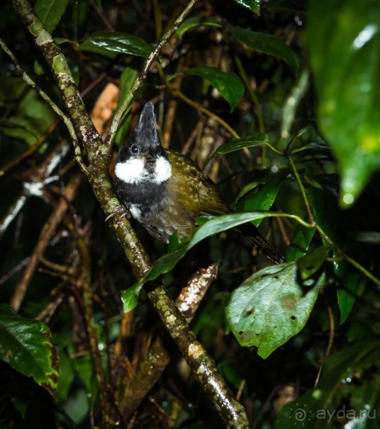 ПТИЧКИ В ТРОПИЧЕСКОМ ЛЕСУ В ГОРАХ