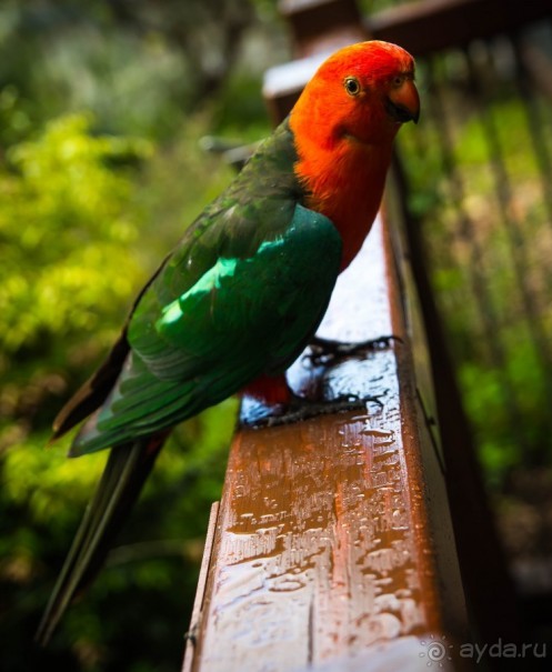 ПТИЧКИ В ТРОПИЧЕСКОМ ЛЕСУ В ГОРАХ