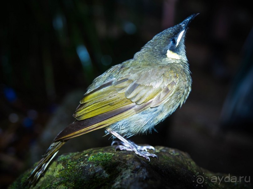 ПТИЧКИ В ТРОПИЧЕСКОМ ЛЕСУ В ГОРАХ
