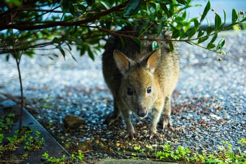 ПТИЧКИ В ТРОПИЧЕСКОМ ЛЕСУ В ГОРАХ