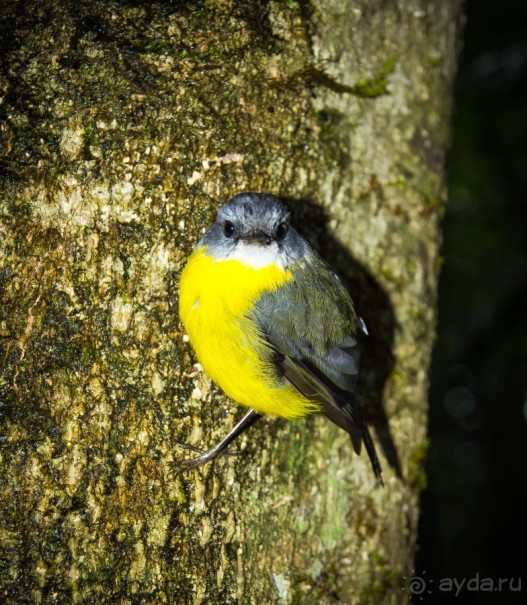 ПТИЧКИ В ТРОПИЧЕСКОМ ЛЕСУ В ГОРАХ