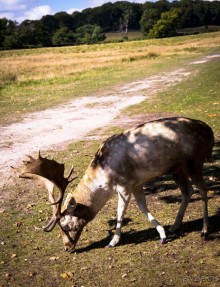 Альбом отзыва "АНГЛИЙСКАЯ ОСЕНЬ (КОНЕЦ СЕНТЯБРЯ - НАЧАЛО ОКТЯБРЯ)"
