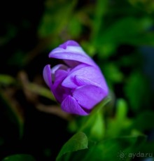 Альбом отзыва "АНГЛИЙСКАЯ ОСЕНЬ (КОНЕЦ СЕНТЯБРЯ - НАЧАЛО ОКТЯБРЯ)"