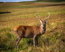 Альбом отзыва "АНГЛИЙСКАЯ ОСЕНЬ (КОНЕЦ СЕНТЯБРЯ - НАЧАЛО ОКТЯБРЯ)"
