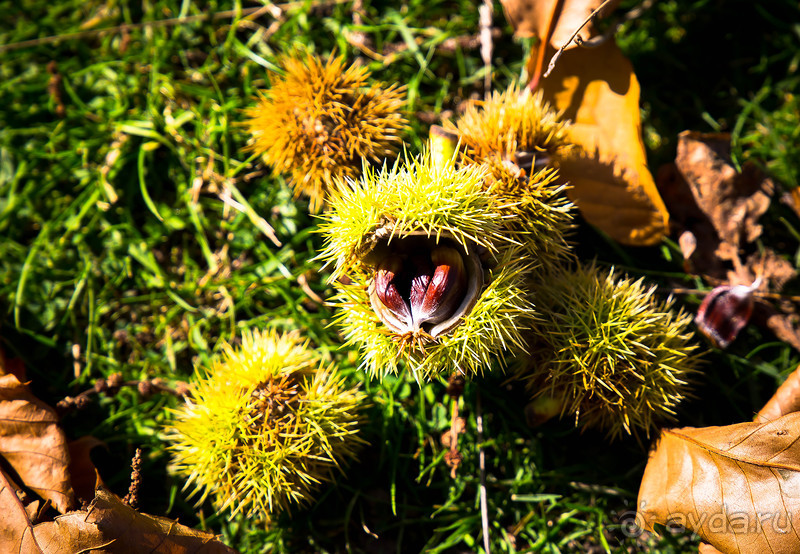 АНГЛИЙСКАЯ ОСЕНЬ (КОНЕЦ СЕНТЯБРЯ - НАЧАЛО ОКТЯБРЯ)