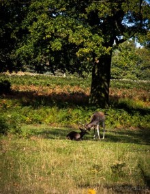 АНГЛИЙСКАЯ ОСЕНЬ (КОНЕЦ СЕНТЯБРЯ - НАЧАЛО ОКТЯБРЯ)