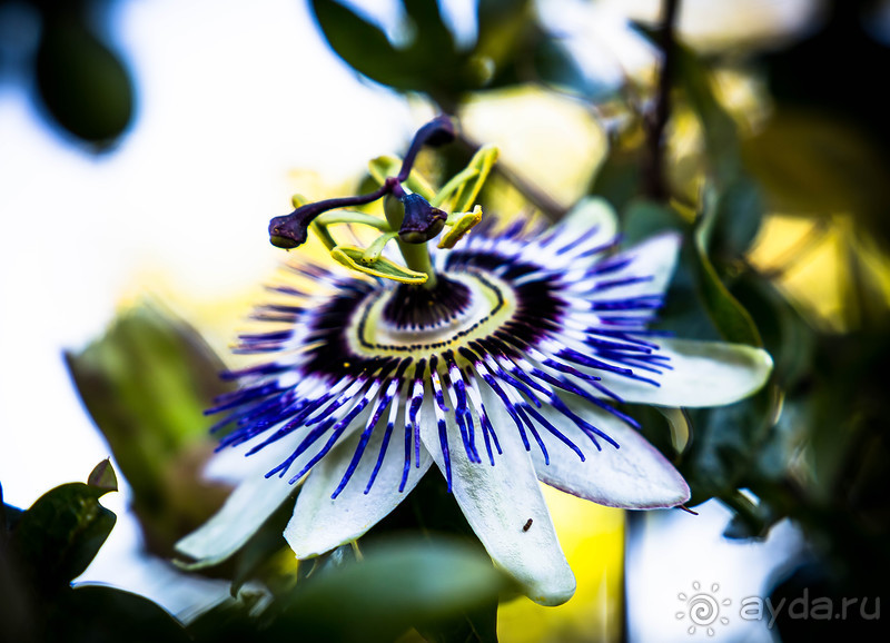 АНГЛИЙСКАЯ ОСЕНЬ (КОНЕЦ СЕНТЯБРЯ - НАЧАЛО ОКТЯБРЯ)