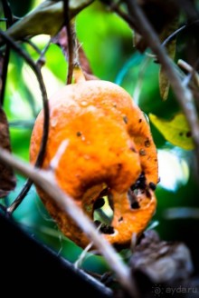 АНГЛИЙСКАЯ ОСЕНЬ (КОНЕЦ СЕНТЯБРЯ - НАЧАЛО ОКТЯБРЯ)