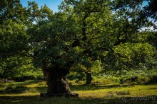 АНГЛИЙСКАЯ ОСЕНЬ (КОНЕЦ СЕНТЯБРЯ - НАЧАЛО ОКТЯБРЯ)