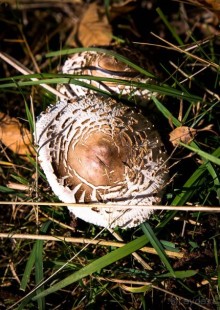 АНГЛИЙСКАЯ ОСЕНЬ (КОНЕЦ СЕНТЯБРЯ - НАЧАЛО ОКТЯБРЯ)