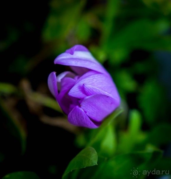 АНГЛИЙСКАЯ ОСЕНЬ (КОНЕЦ СЕНТЯБРЯ - НАЧАЛО ОКТЯБРЯ)