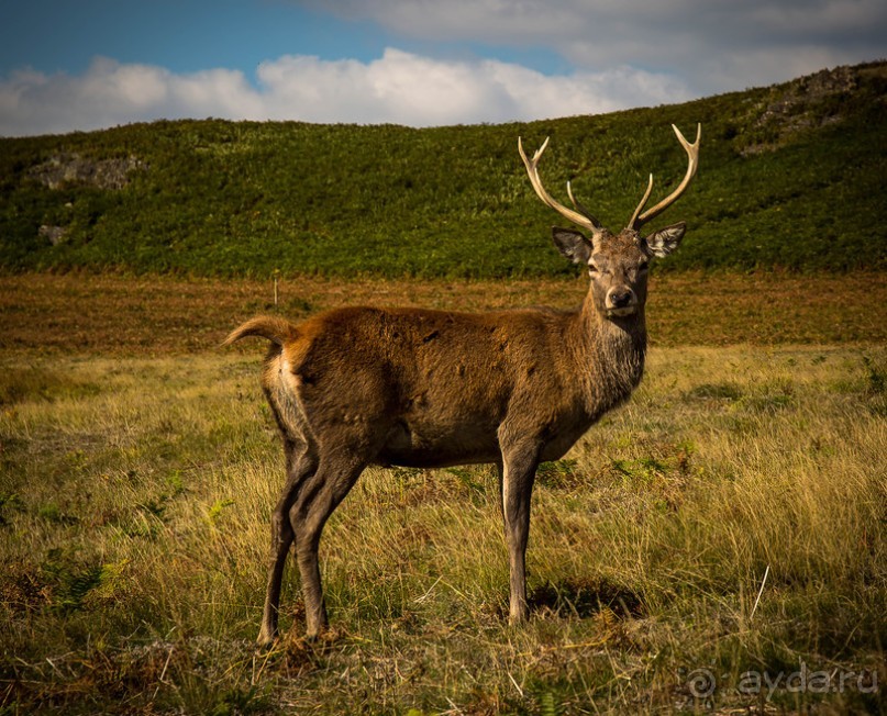 АНГЛИЙСКАЯ ОСЕНЬ (КОНЕЦ СЕНТЯБРЯ - НАЧАЛО ОКТЯБРЯ)
