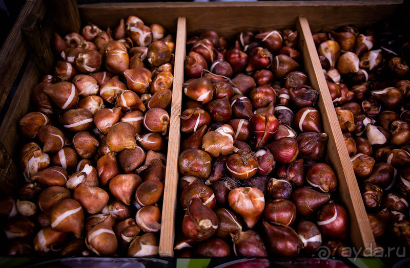 АНГЛИЙСКАЯ ОСЕНЬ (КОНЕЦ СЕНТЯБРЯ - НАЧАЛО ОКТЯБРЯ)