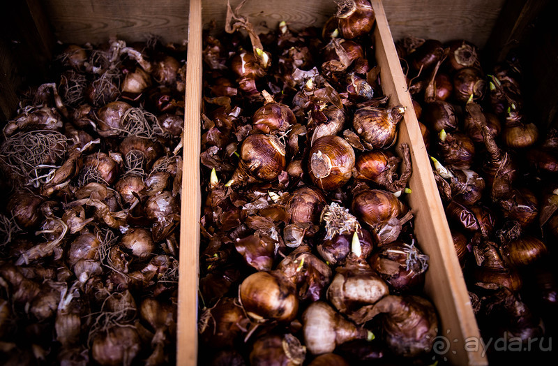 АНГЛИЙСКАЯ ОСЕНЬ (КОНЕЦ СЕНТЯБРЯ - НАЧАЛО ОКТЯБРЯ)