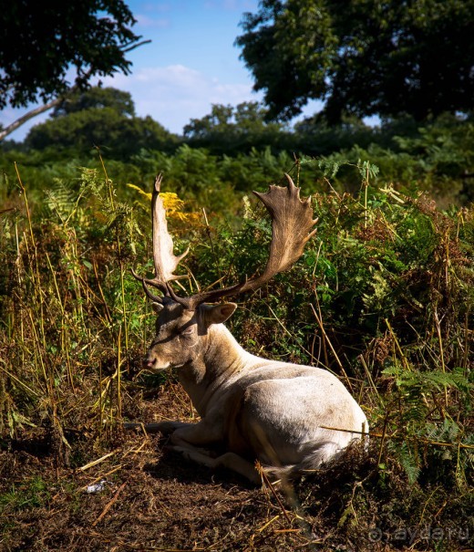 АНГЛИЙСКАЯ ОСЕНЬ (КОНЕЦ СЕНТЯБРЯ - НАЧАЛО ОКТЯБРЯ)