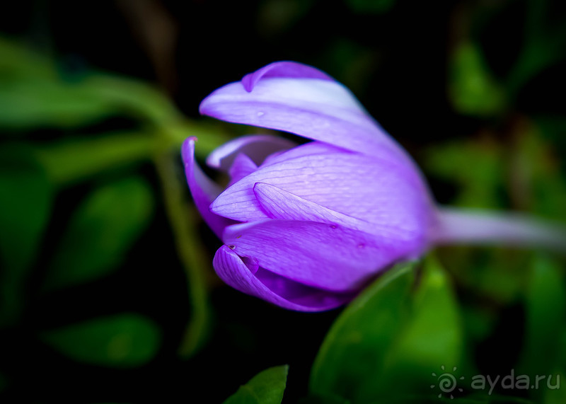 АНГЛИЙСКАЯ ОСЕНЬ (КОНЕЦ СЕНТЯБРЯ - НАЧАЛО ОКТЯБРЯ)