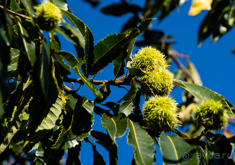 АНГЛИЙСКАЯ ОСЕНЬ (КОНЕЦ СЕНТЯБРЯ - НАЧАЛО ОКТЯБРЯ)