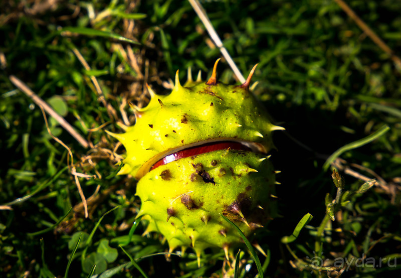 АНГЛИЙСКАЯ ОСЕНЬ (КОНЕЦ СЕНТЯБРЯ - НАЧАЛО ОКТЯБРЯ)