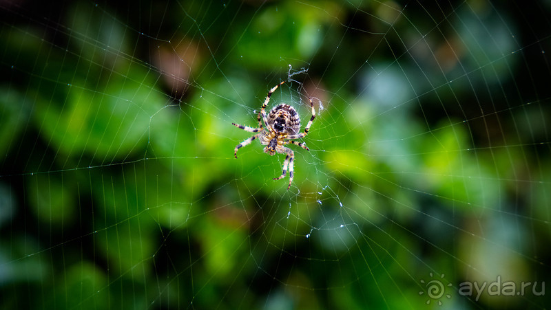 АНГЛИЙСКАЯ ОСЕНЬ (КОНЕЦ СЕНТЯБРЯ - НАЧАЛО ОКТЯБРЯ)