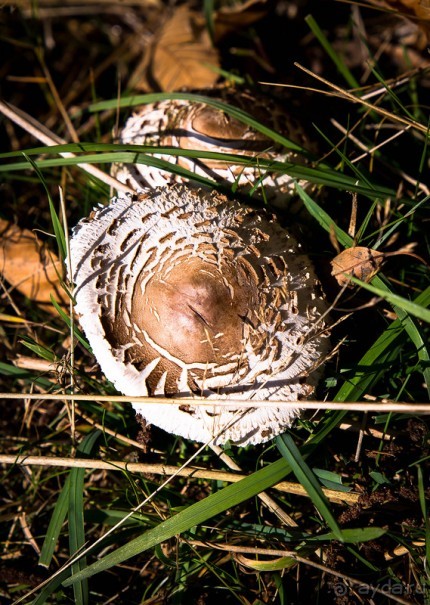 АНГЛИЙСКАЯ ОСЕНЬ (КОНЕЦ СЕНТЯБРЯ - НАЧАЛО ОКТЯБРЯ)