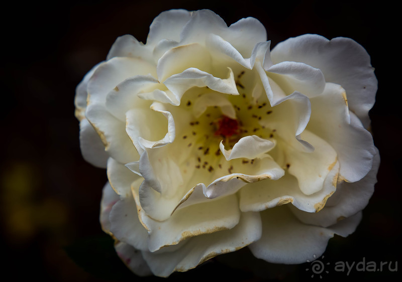 АНГЛИЙСКАЯ ОСЕНЬ (КОНЕЦ СЕНТЯБРЯ - НАЧАЛО ОКТЯБРЯ)