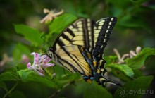 ОЗЕРО BOSHKUNG , КАНАДА