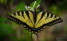 ОЗЕРО BOSHKUNG , КАНАДА