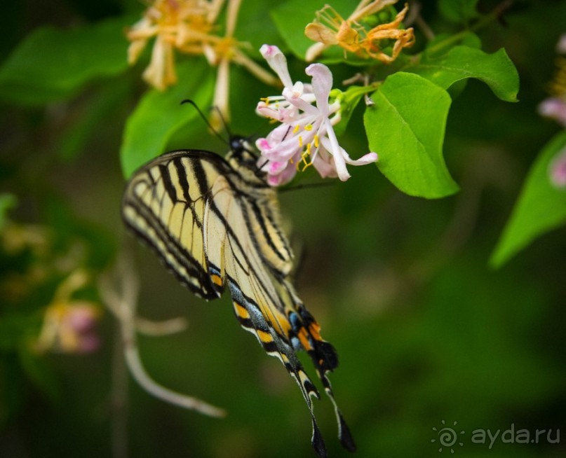 ОЗЕРО BOSHKUNG , КАНАДА