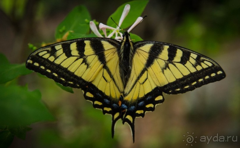 ОЗЕРО BOSHKUNG , КАНАДА