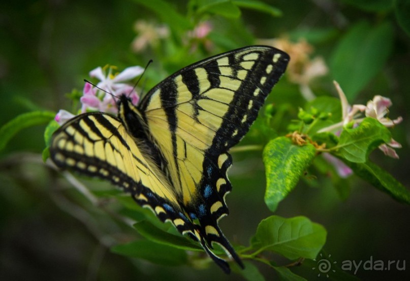 ОЗЕРО BOSHKUNG , КАНАДА