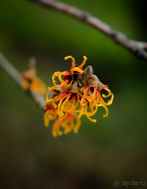 ЙОРК В СЕРЕДИНЕ ЯНВАРЯ