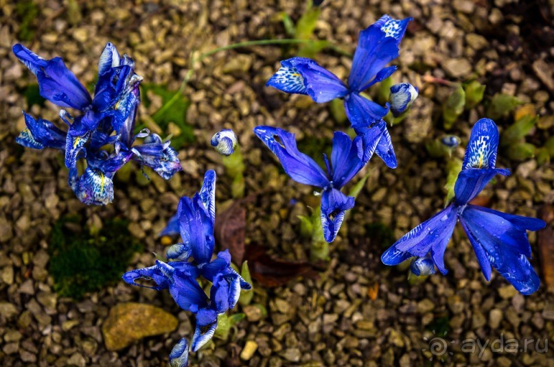 ЙОРК В СЕРЕДИНЕ ЯНВАРЯ
