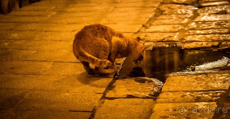 Альбом отзыва "ВЕЧЕР В ЯФФО"