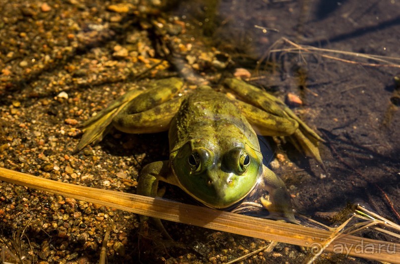 ОЗЕРО BOSHKUNG - ЗАКАТ И ПРЕДМЕТЫ. БУРУНДУЧОК. ЛЯГУШКИ И СТРЕКОЗА