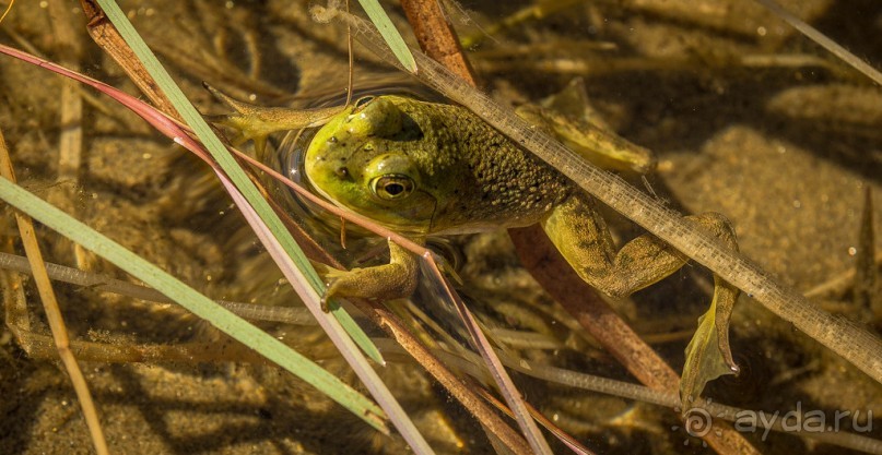 ОЗЕРО BOSHKUNG - ЗАКАТ И ПРЕДМЕТЫ. БУРУНДУЧОК. ЛЯГУШКИ И СТРЕКОЗА